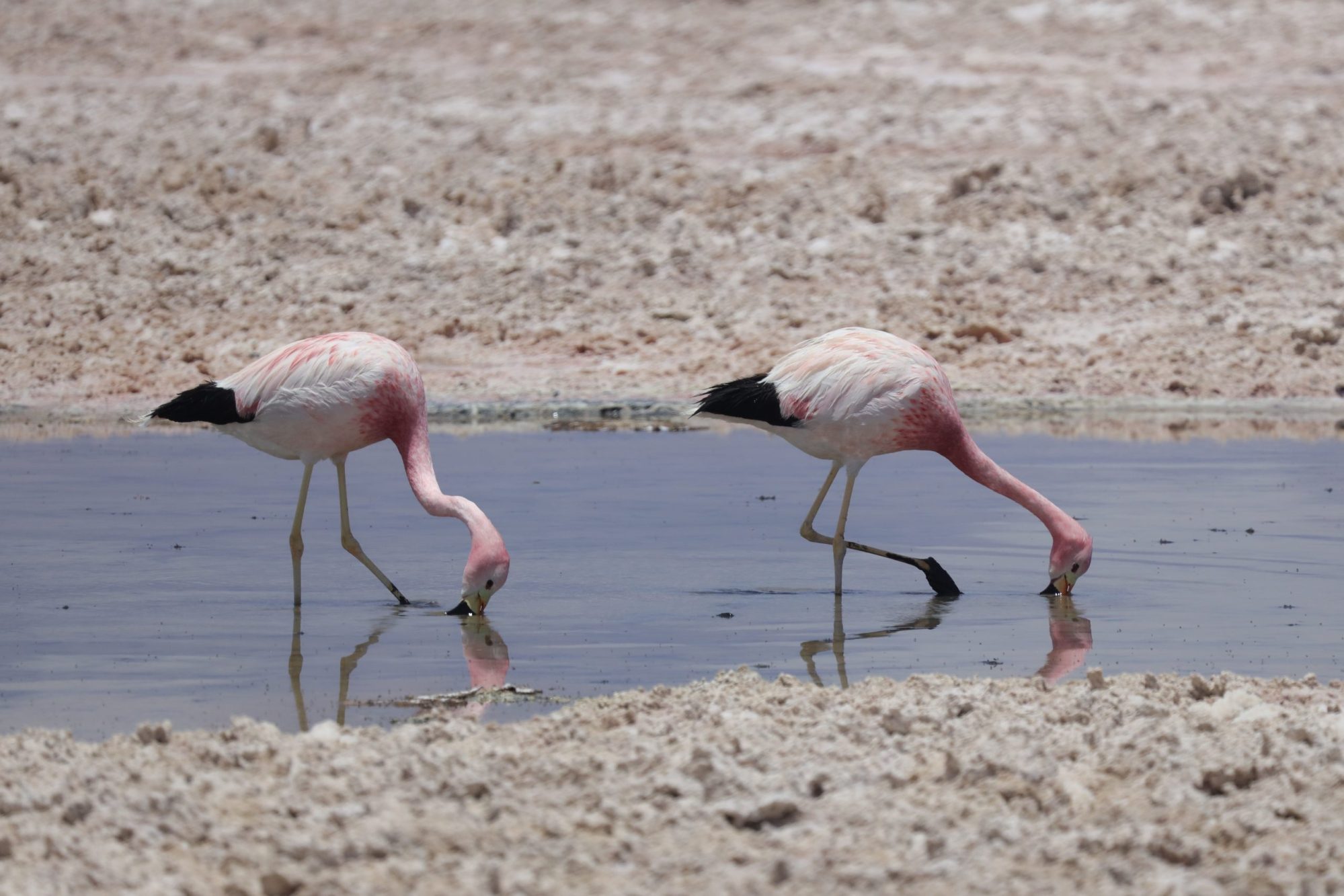 Two flamingos feed in Laguna Chaxa, a salt-rich lagoon in Chile’s Atacama Desert.