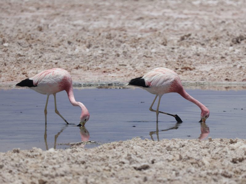 Two flamingos feed in Laguna Chaxa, a salt-rich lagoon in Chile’s Atacama Desert.