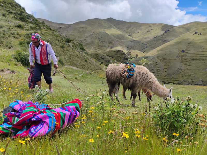 A local Indigenous guide sets his llama to graze, while preparing to plant trees in the high mountains of Peru’s Urubamba Valley.