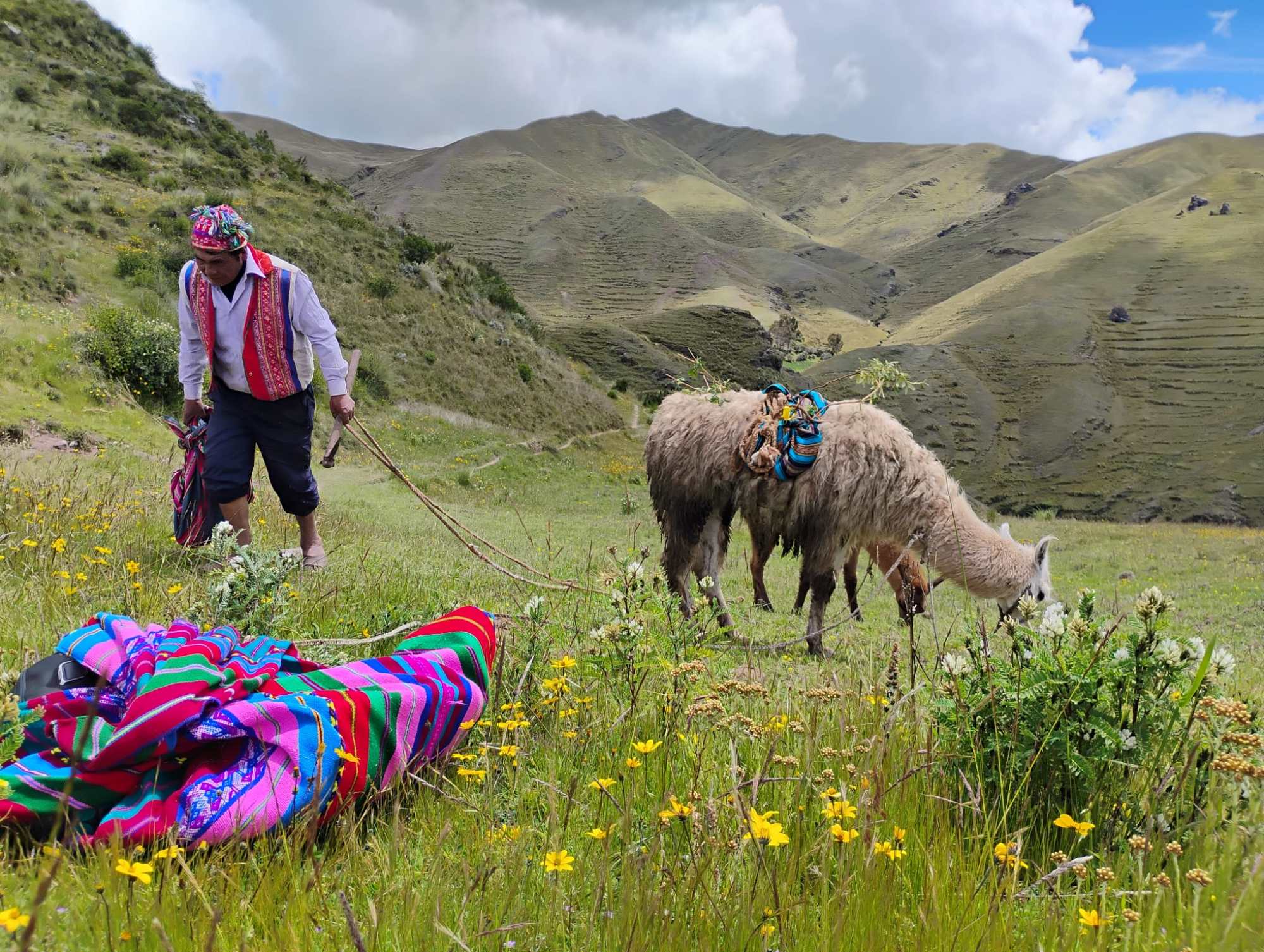 A local Indigenous guide sets his llama to graze, while preparing to plant trees in the high mountains of Peru’s Urubamba Valley.